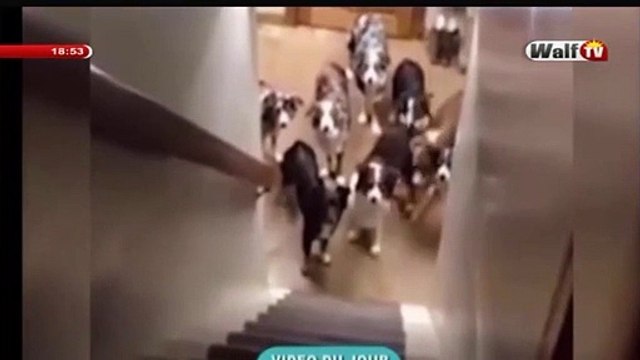 Sa ndiogou et ses chiens a mourir de rire