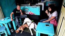 Dogs also enjoy ice cream in Mexico