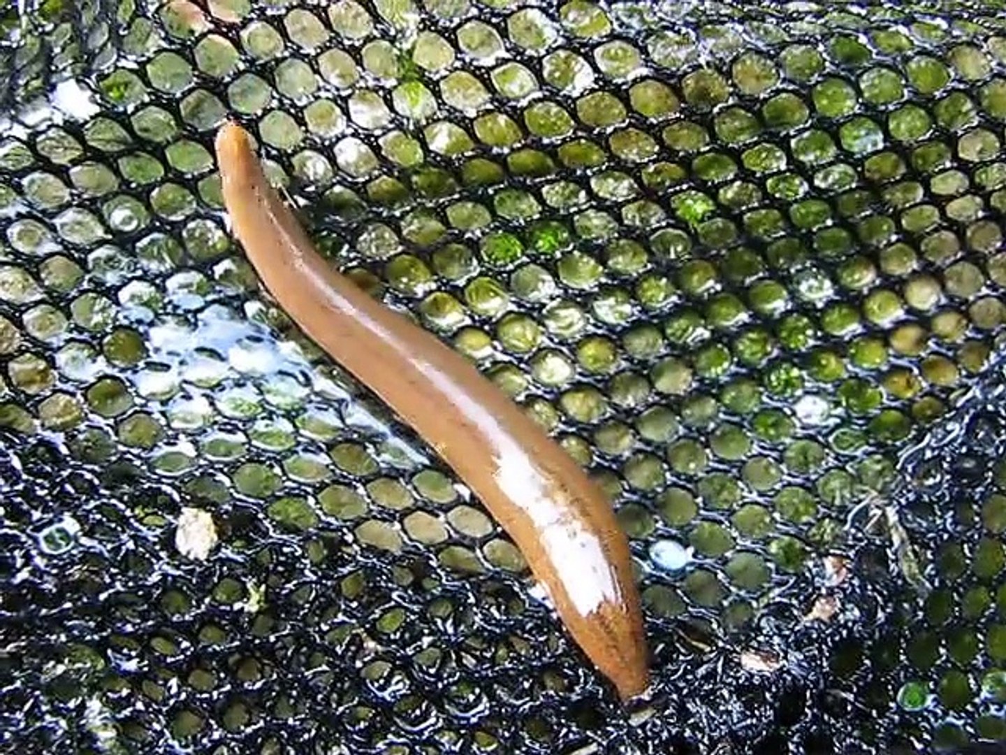 シマイシビルのカッコイイ移動 Erpobdella Lineata Moves Video Dailymotion