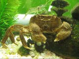 藻の引っかかったモクズガニ／石巻貝20100613 Japanese mitten crab