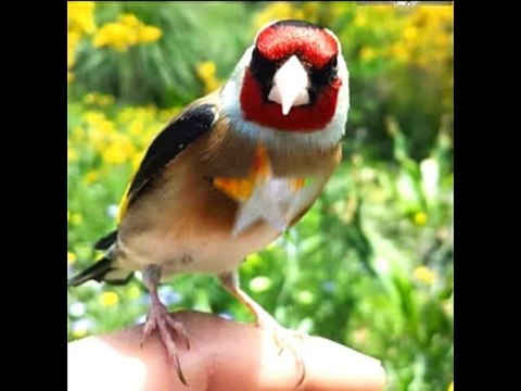 Les Plus beaux Chardonnerets par le groupe Chardonneret Golden et ma page Chardonneret B.K