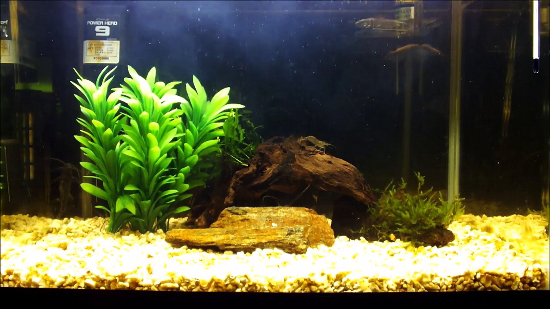アクアリウム 水槽紹介 06 古代魚始めました ポリプテルス セネガルス アルビノ Video Dailymotion