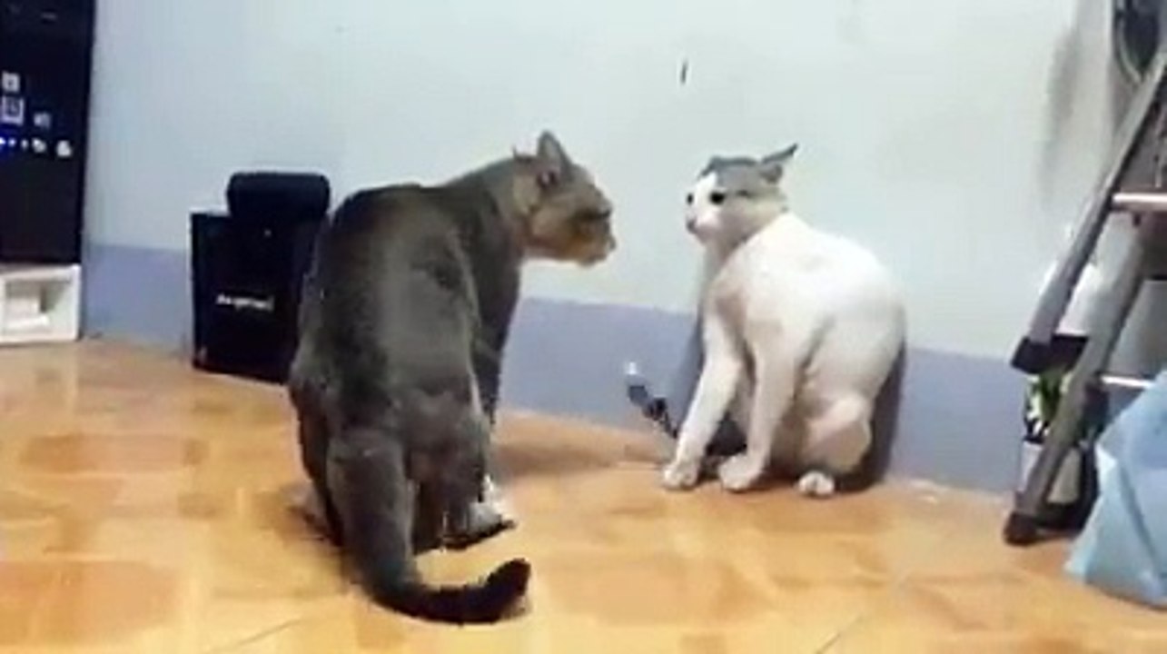 Cute cats video 2017