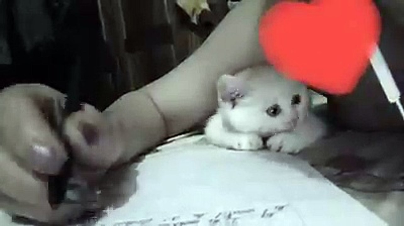 Cute quá