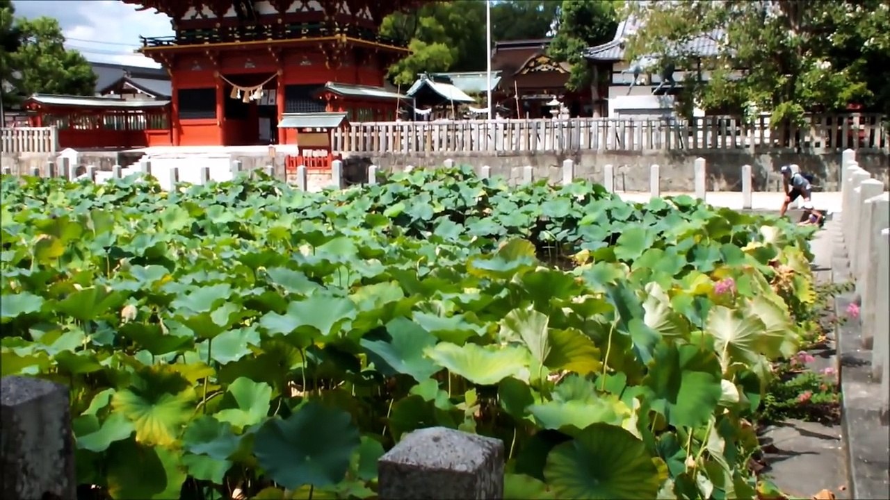 【アクアリウム　お魚キラー#01】おっさんが、休日に一人でお魚キラーしたら・・・