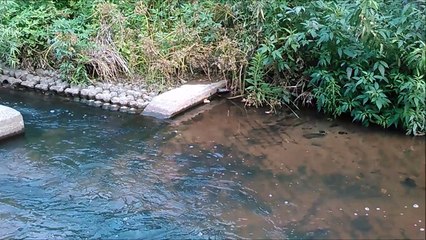 【アクアリウム　ガサガサ#01】おっさんが、休日に一人でガサガサしたら・・・