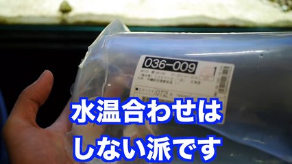 【海水魚】底砂をキレイにしてくれるサカナがやって来た！（ミズタマハゼ）