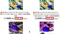 【海水魚】絶対にオススメな生体TOP10（魚、貝、甲殻）アクアリウム