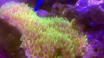 【海水魚】サンゴとおさかなのオススメTOP10