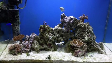 【海水魚】掃除とレイアウトの変更を一挙公開