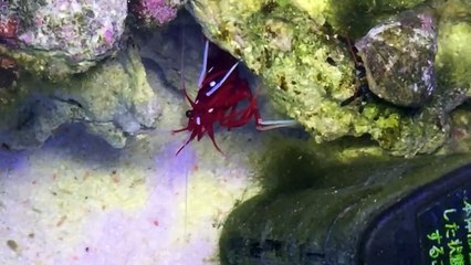 【海水魚】魚の治療をしてくれるキレイなエビ！（ホワイトソックス）アクアリウム