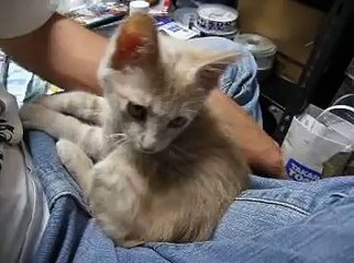 都内一人暮らし男が拾った子猫のその後