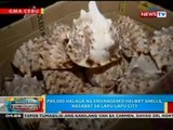 BP: P80,000 halaga ng endangered helmet shells, nasabat s Lapu-Lapu City