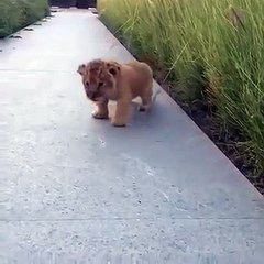 Ce petit lionceau sort des broussailles et tente de rugir, mais ce qui se produit alors est vraiment trop adorable.