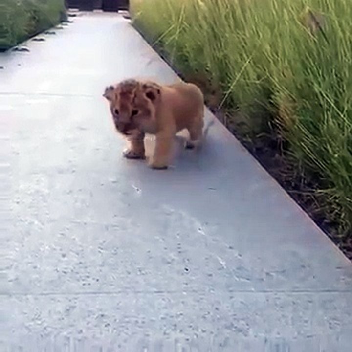 Ce petit lionceau sort des broussailles et tente de rugir, mais ce qui se produit alors est vraiment trop adorable.