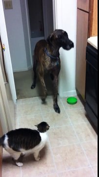 Découvrez la réaction hilarante de ce chien lorsqu'il tente de passer près du chat... je suis tout simplement mort de ri