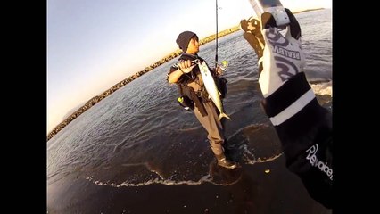 サゴシ（サワラの幼魚）のヒットシーン