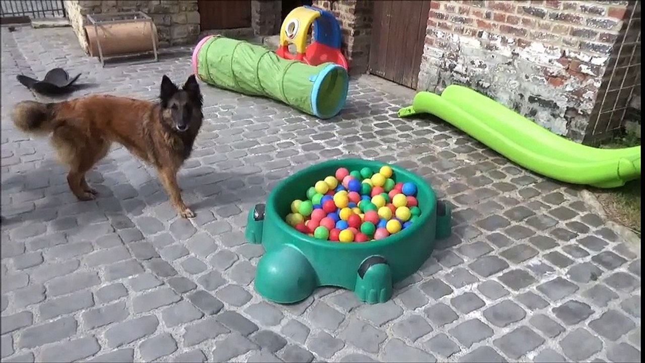 La Ckaliksou Elevage de Tervueren. Nichée 2017 - 1ère sortie