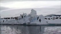 Des manchots qui ratent leur saut sur la banquise ça donne ça