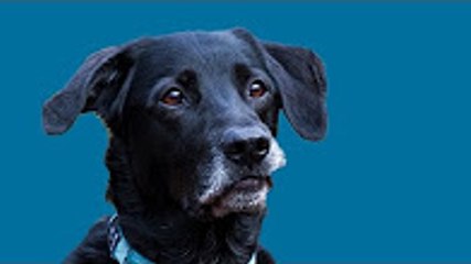 Findus vergnügt sich mit anderen Hunden