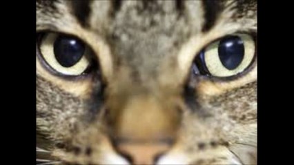 Buchtrailer nr. 2. Peter, der kleine Katzenkommissar