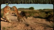 batalhas de animais selvagens, mundo animal, confrontos animais, animais selvagens atacando