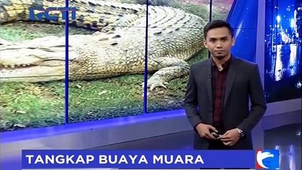 Download Video: Warga Aceh Singkil Tangkap Buaya Berukuran 5 Meter