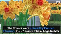 1,700 Lego Daffodils Planted In UK