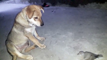 Dogs and pigeons playing together