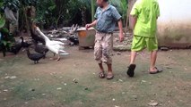 Two babies play with male geese