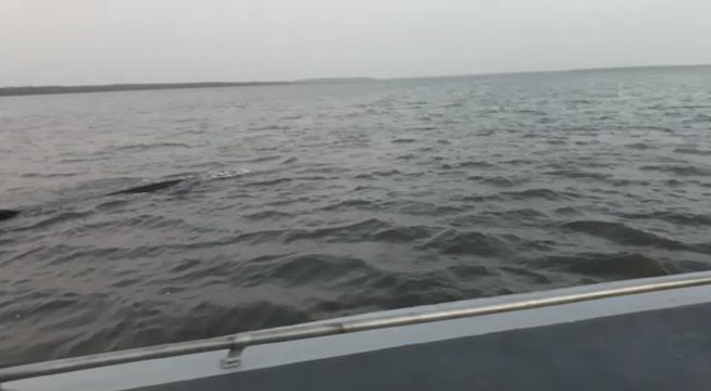 Colombian Navy, Locals Save Whale Off Coast of Cartagena