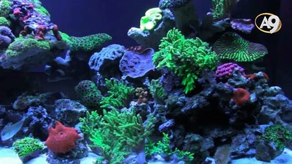 Sohbetler (3 Nisan 2017; 22:00)