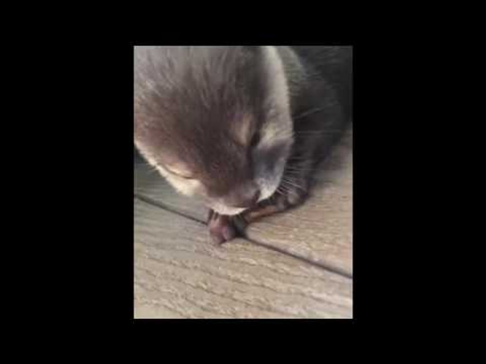 Cute Otter Doesn't Want to Share Her Food