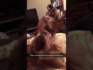 Doggie Diva Hits the High Notes