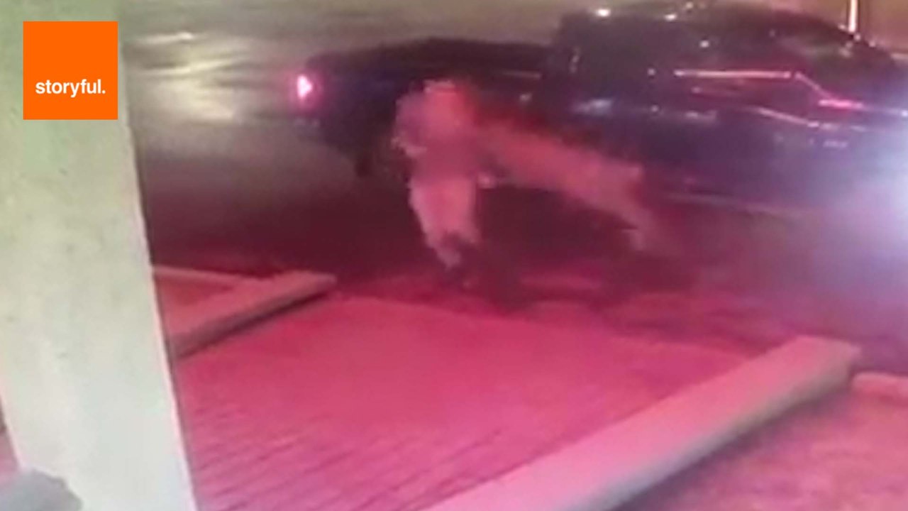 Man Gets Tackled by Random Deer
