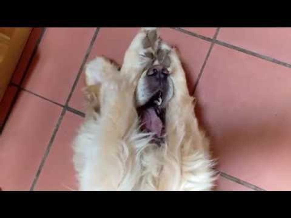 Cute Golden Retriever Is Adorably Camera Shy