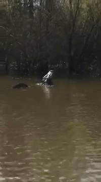 Growling Alligator Rumbles a Mating Call in Arkansas Lake