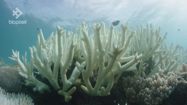 Australia puede perder 750 millones de dólares por blanqueo de corales