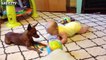 Cute Dogs and Babies Crawling Tog - Adorable babies Compilation