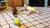 Cute Dog  Crawling Together - Adorable babies Comp