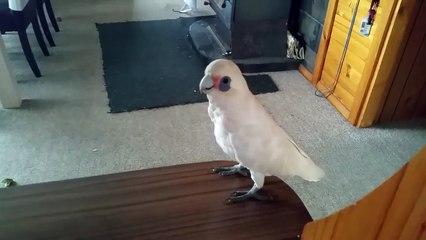 J'adore , pas les brocolis un 