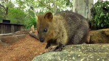 Quokka sisters Coco & Ginger have just moved to The Australian Reptile Park