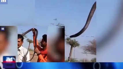 Tourist posing for a photo with a deadly cobra in India