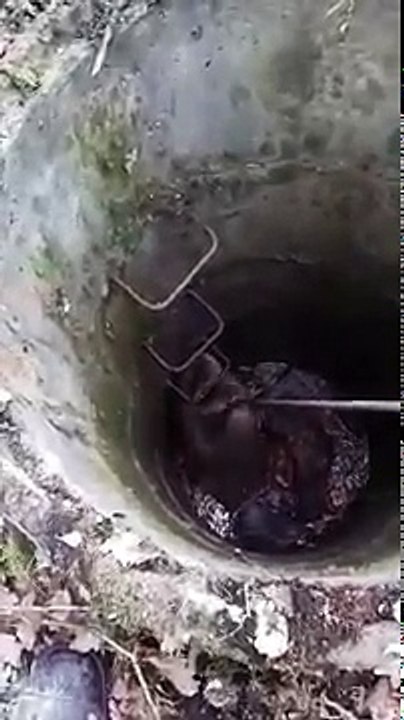 beaver rescue