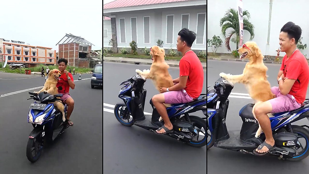Un chien promène son patron sur son scooter !