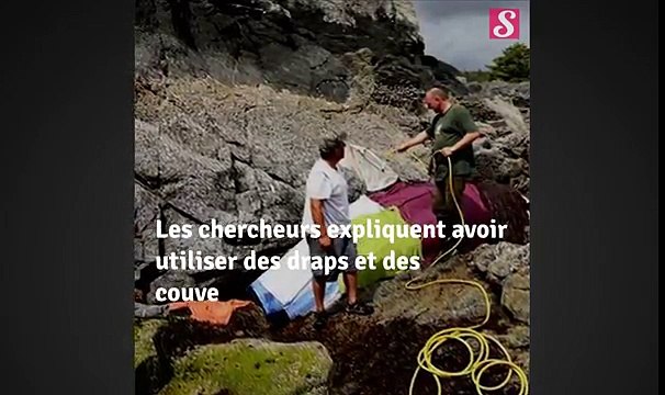 Bloquée dans les rochers, cette orque a été sauvée de justesse par des humains