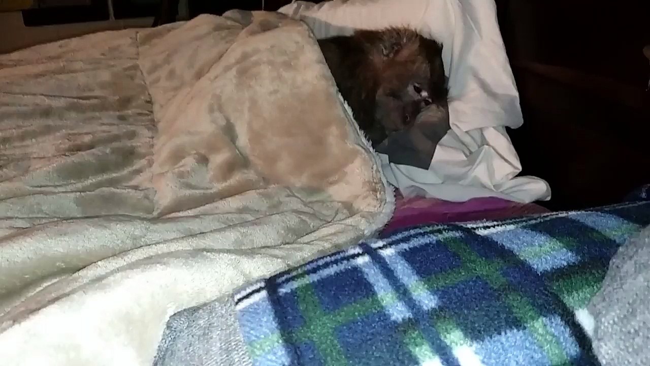 Petite sieste pépère d'un singe dans son lit