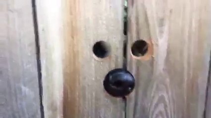 Ce chien regarde à travers la palissade par 3 trous lol