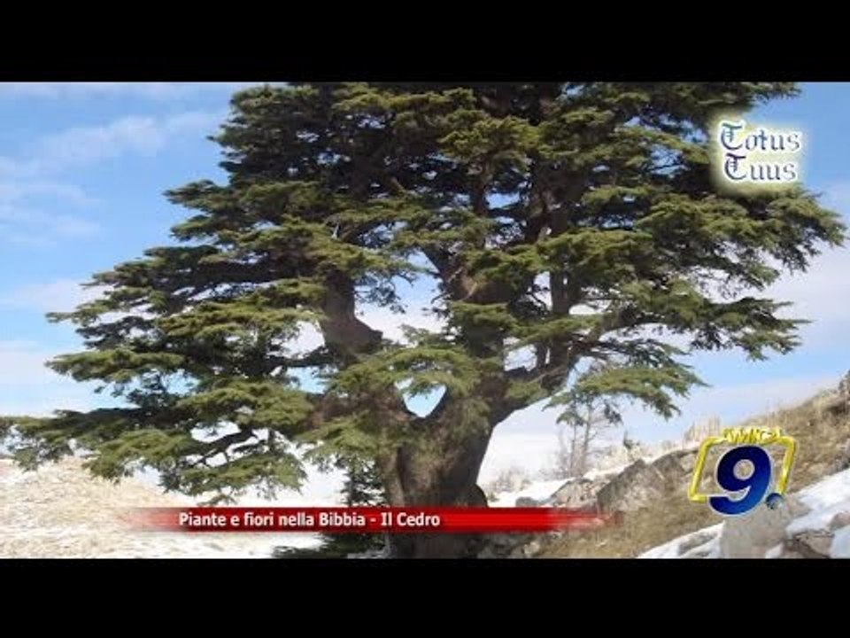 Totus Tuus | Piante e fiori nella Bibbia - "Il Cedro"