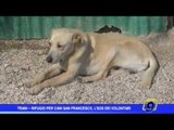 Trani  |  Rifugio per cani San Francesco: l'SOS dei volontari